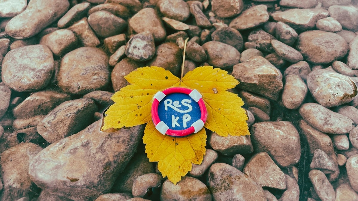 a leaf that is laying on some rocks